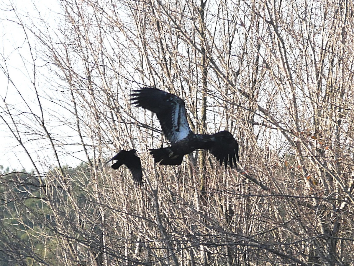 Ak Başlı Kartal - ML647837224