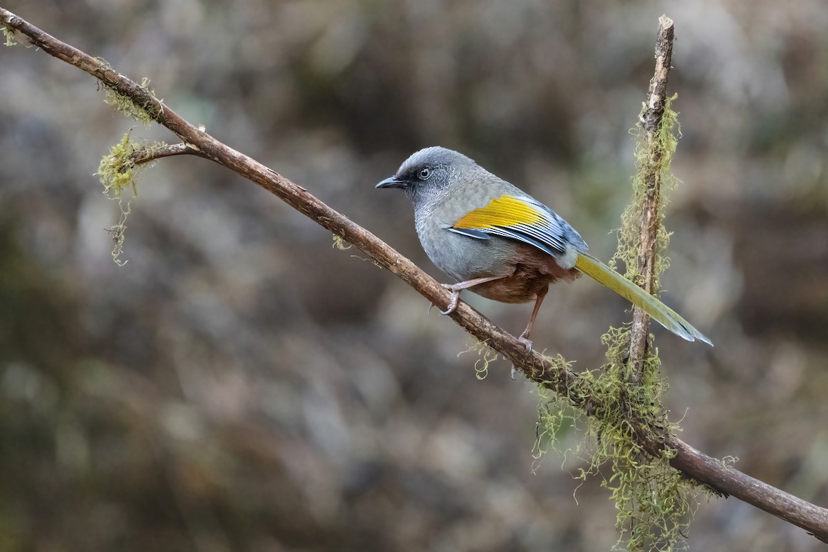 Elliot Gevezeardıcı - ML647837225