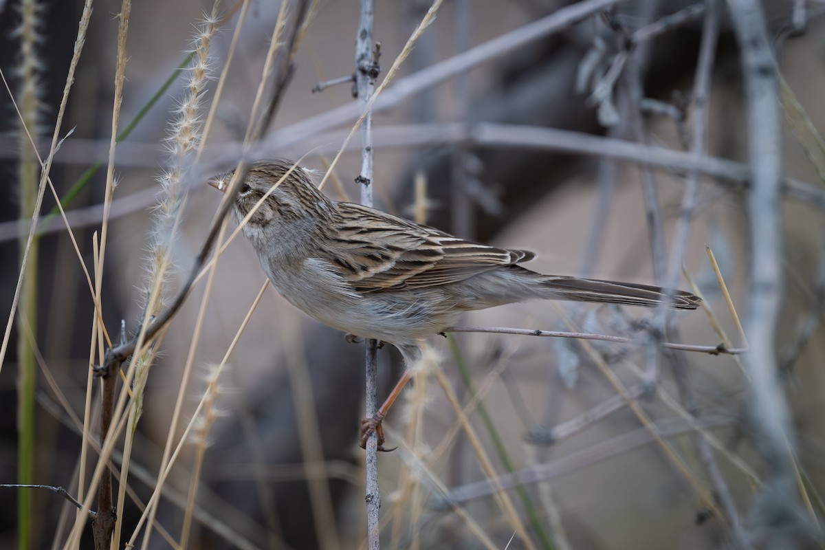 Brewer Serçesi - ML647837226