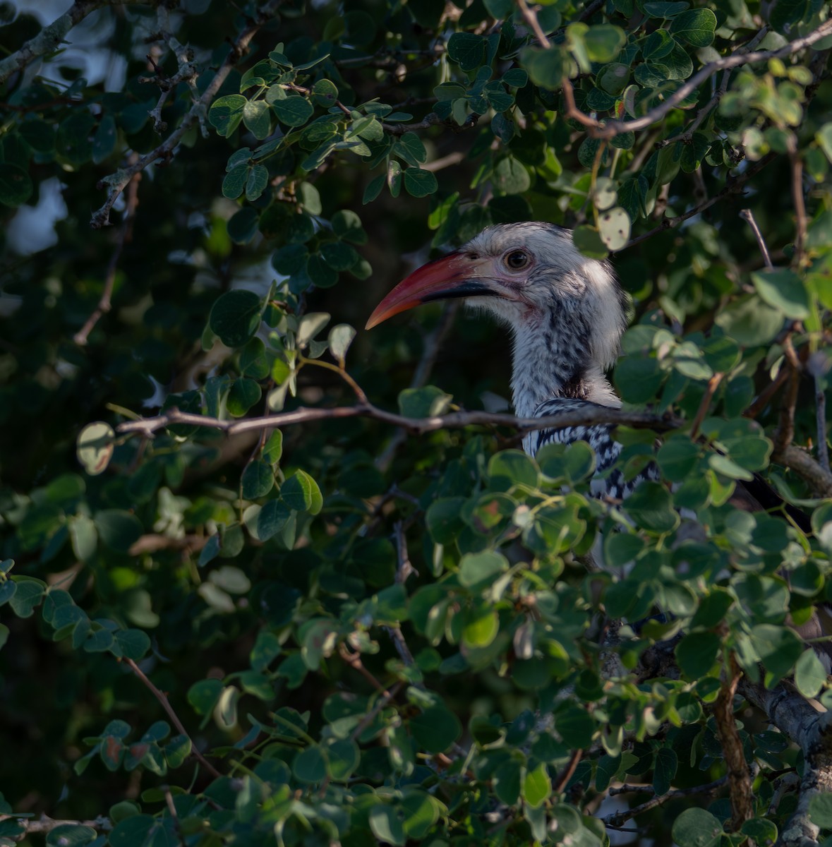 Güneyli Kırmızı Gagalı Boynuzgaga - ML647837227