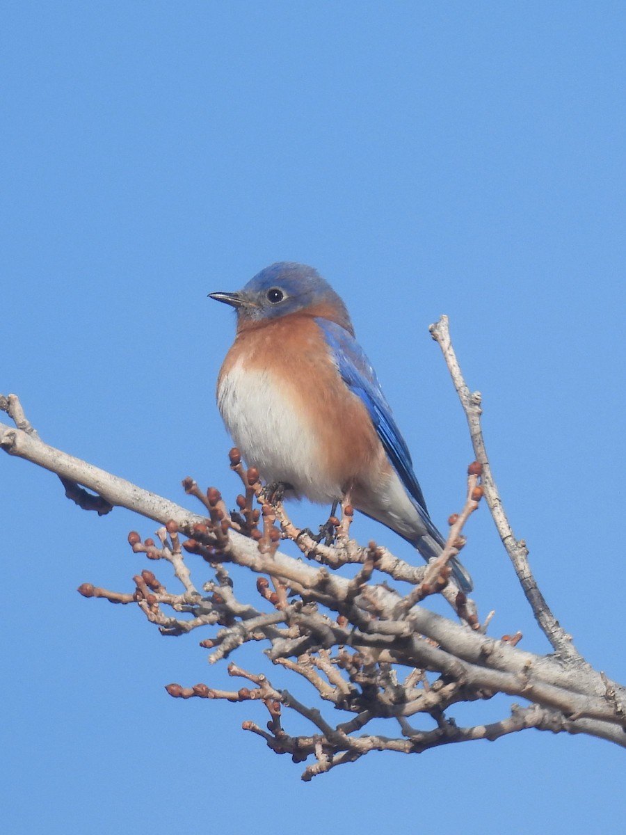 Doğulu Mavi Ardıç - ML647837228