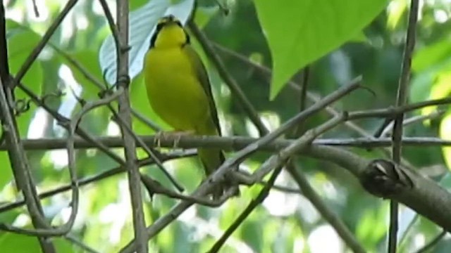 Kentaki Ötleğeni - ML647837229