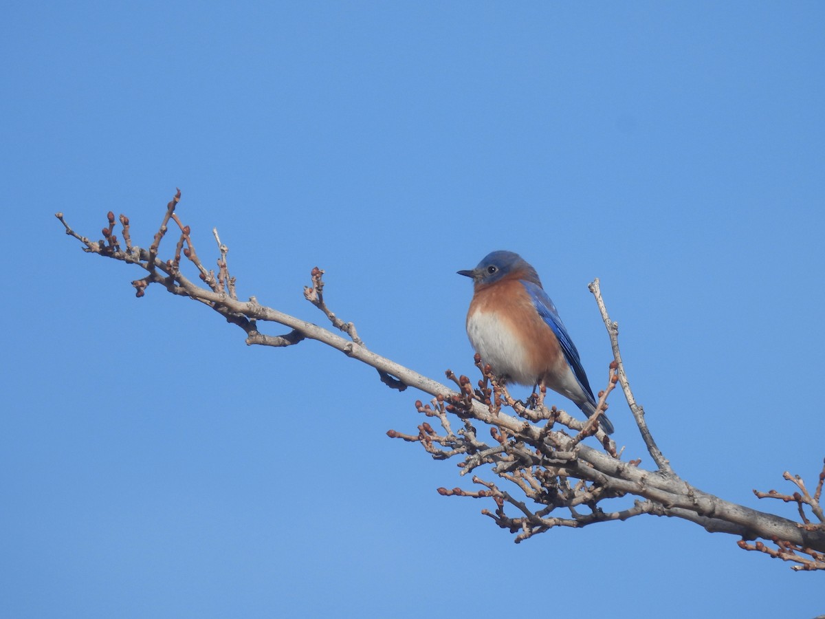 Doğulu Mavi Ardıç - ML647837230