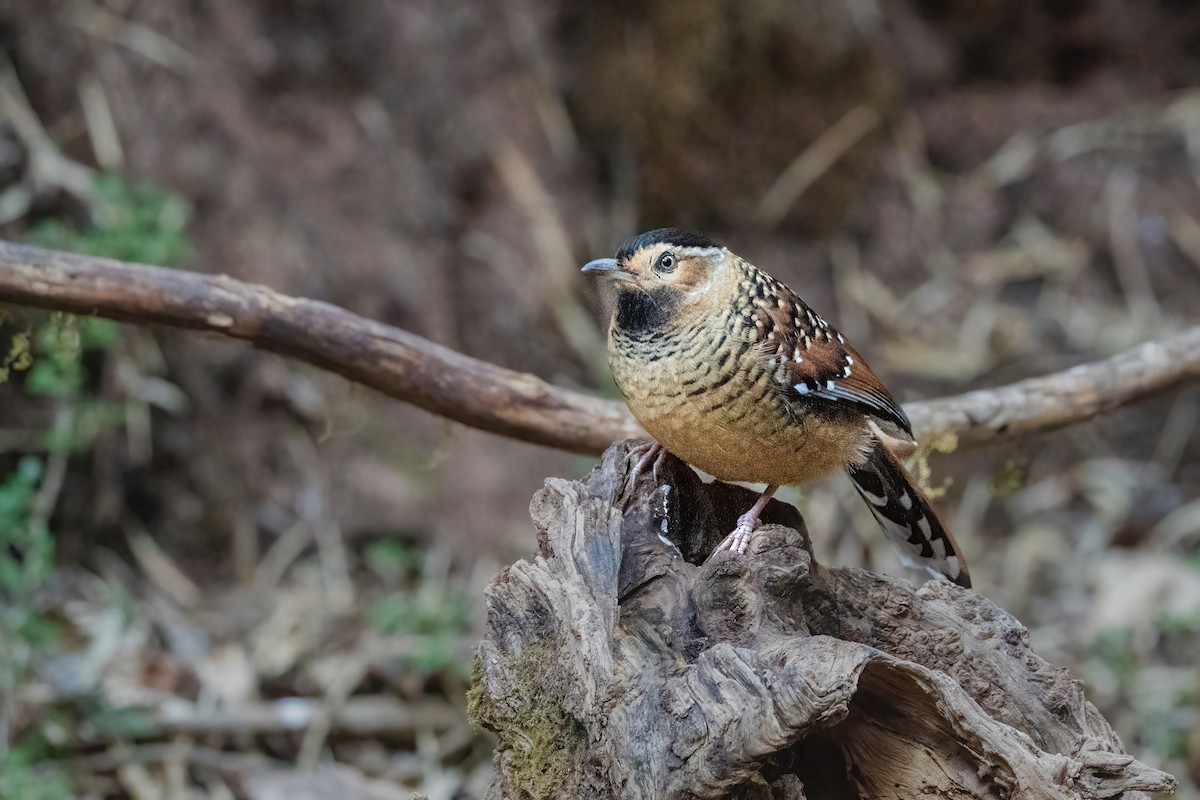 Benekli Gevezeardıç - ML647837231