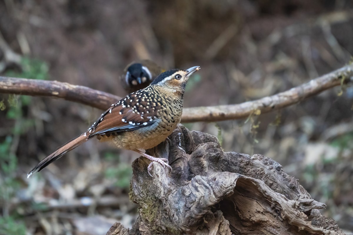 Benekli Gevezeardıç - ML647837232