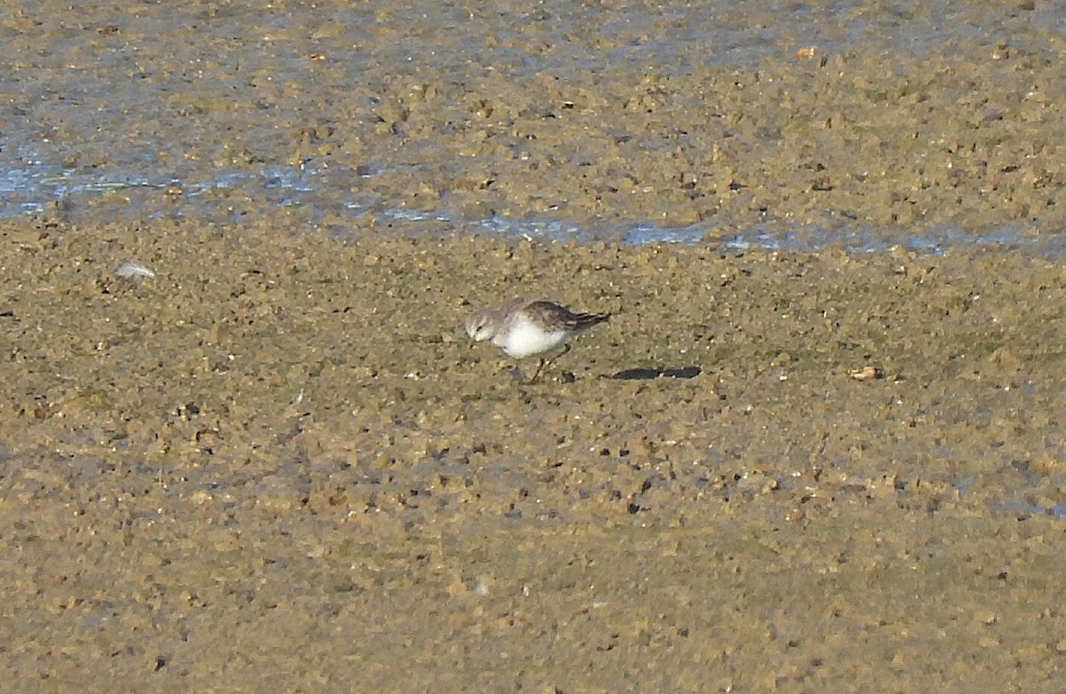 Küçük Kumkuşu - ML647837234