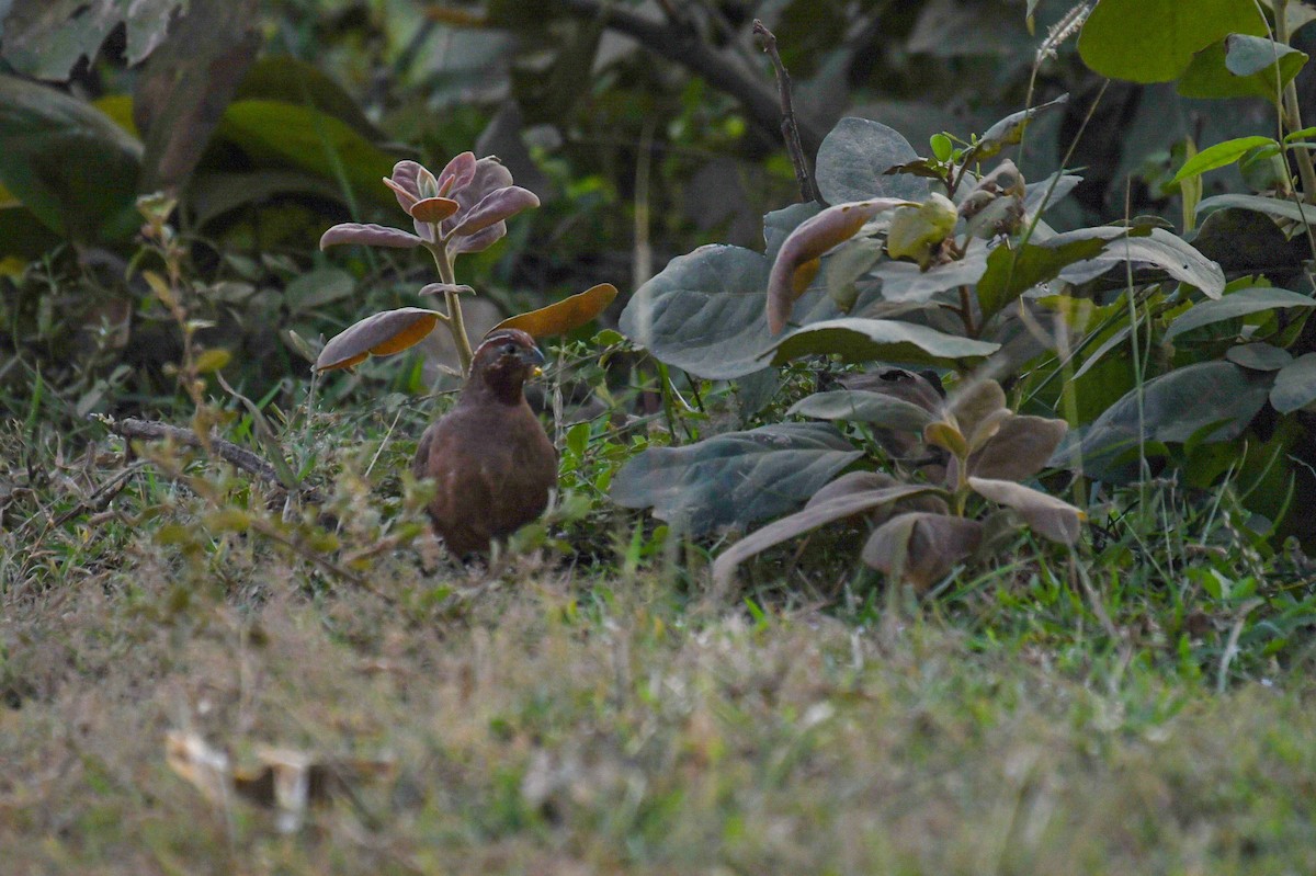 Jungle Bush-Quail - ML647837247