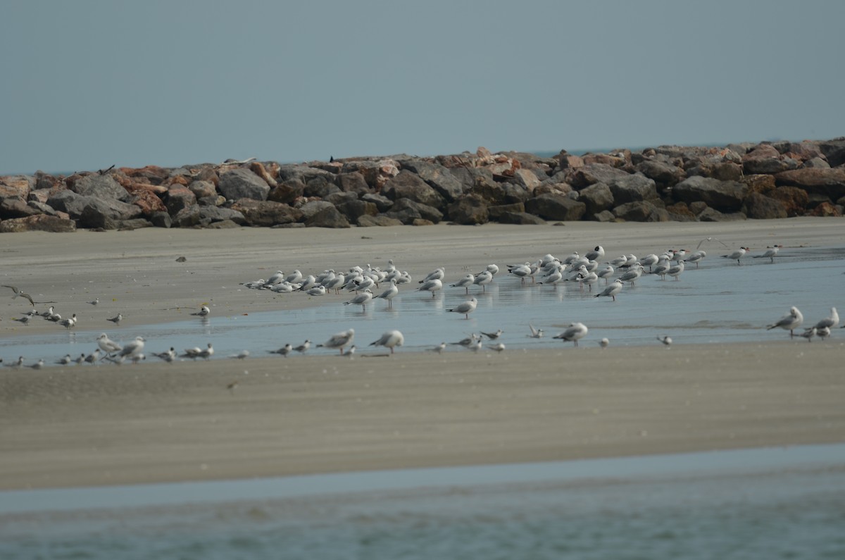 Hint Martısı - ML647837255