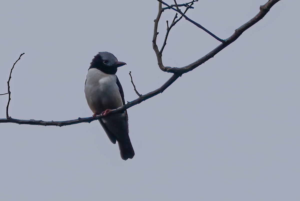 Red-billed Helmetshrike - ML647837281