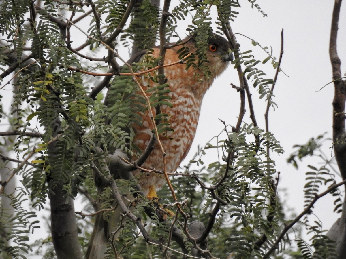 Sharp-shinned Hawk - ML647837284