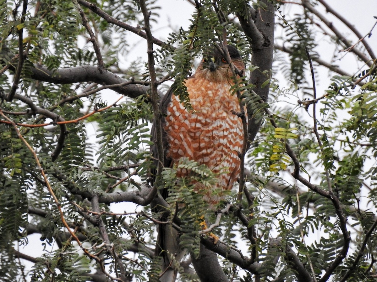 Sharp-shinned Hawk - ML647837285