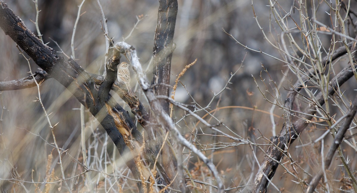 Brewer's Sparrow (breweri) - ML647837287