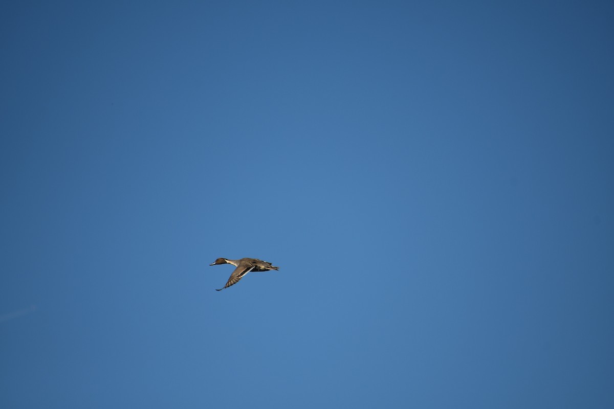 Northern Pintail - ML647837288