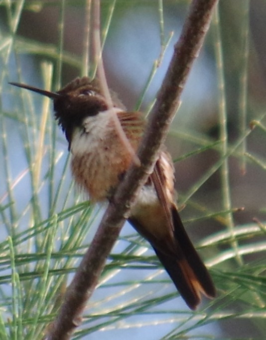 Bahama Woodstar - ML647837289