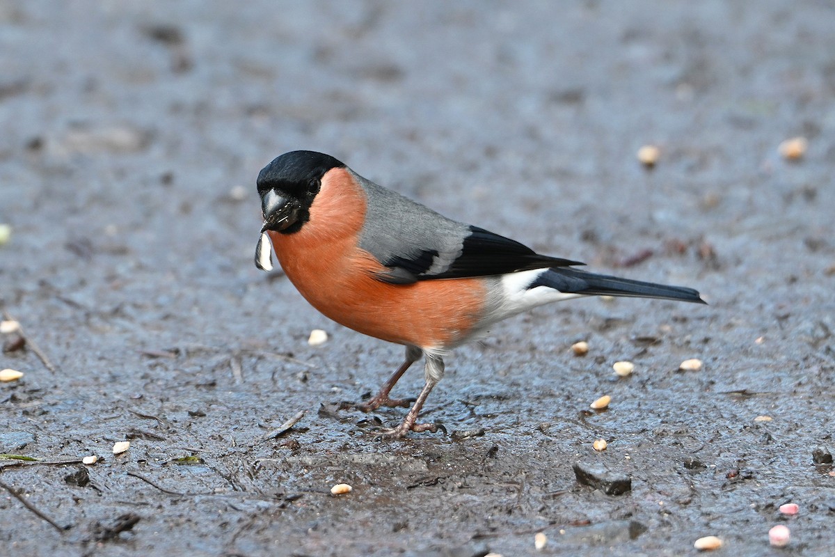 Eurasian Bullfinch - ML647837294