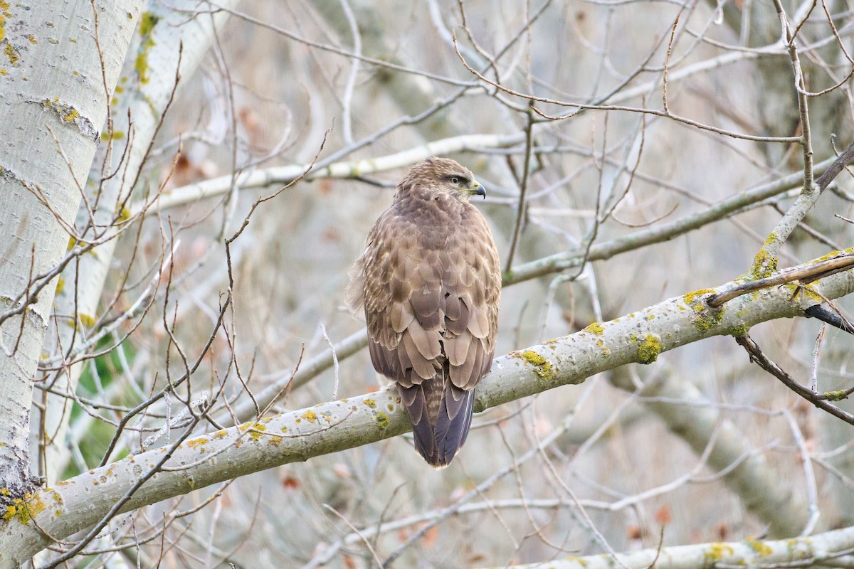 Common Buzzard - ML647837295