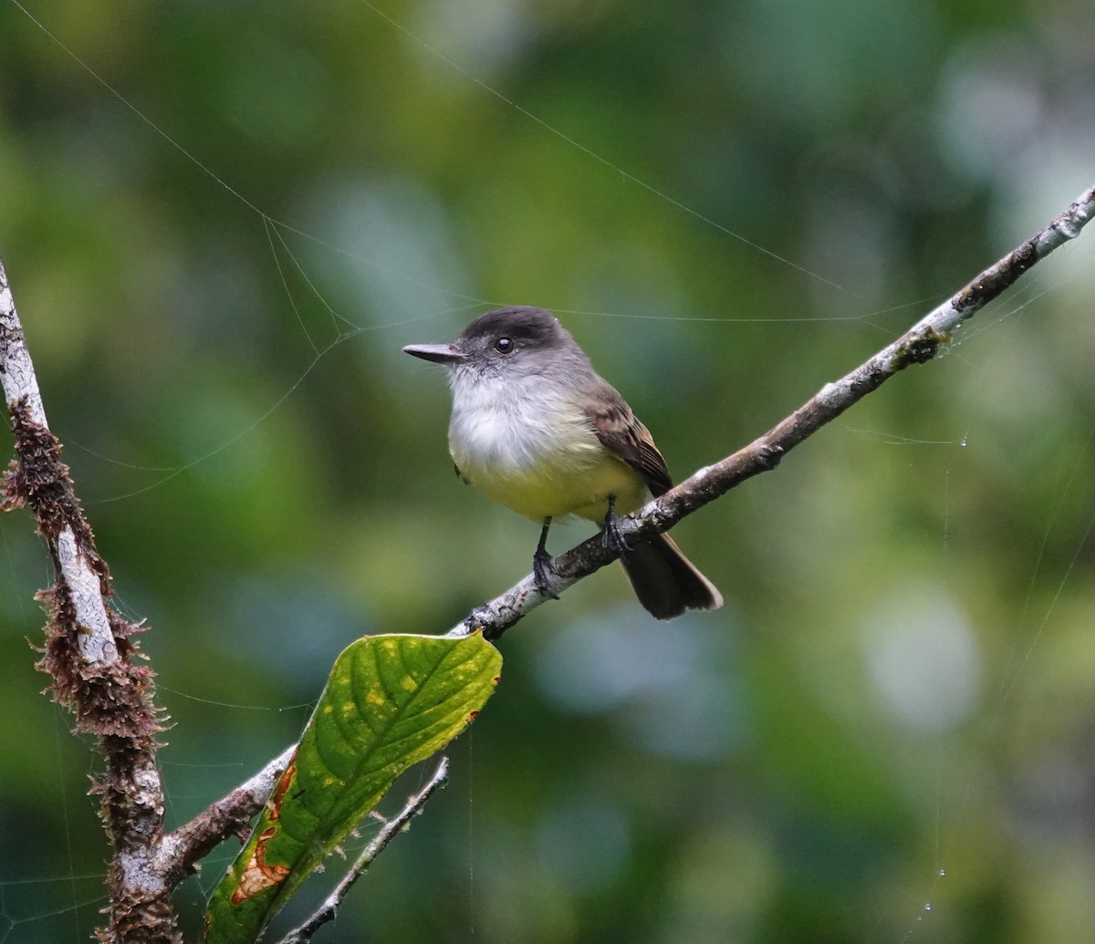 Dusky-capped Flycatcher - ML647837297