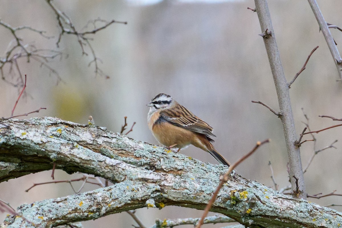 Rock Bunting - ML647837298
