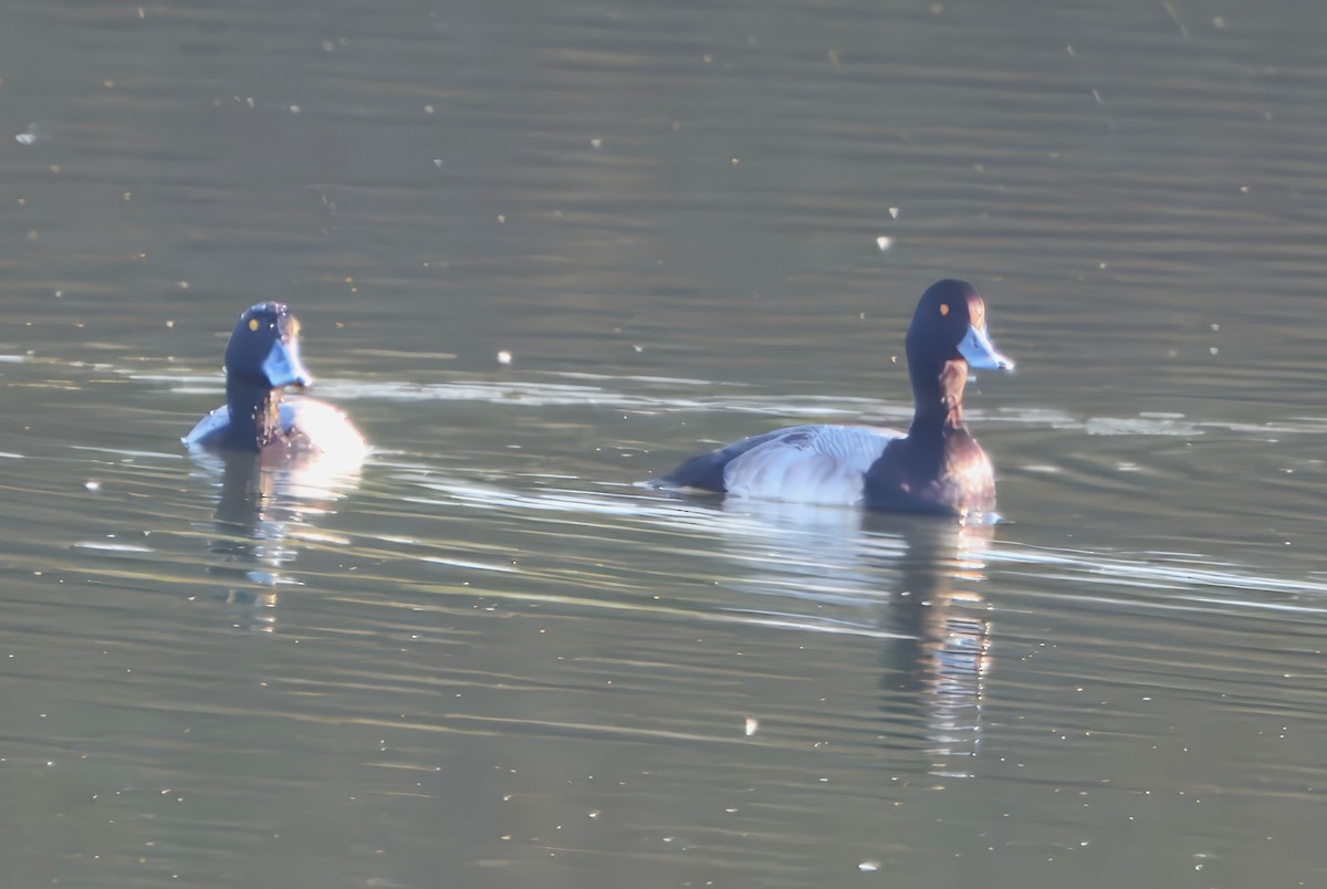 Greater Scaup - ML647837299
