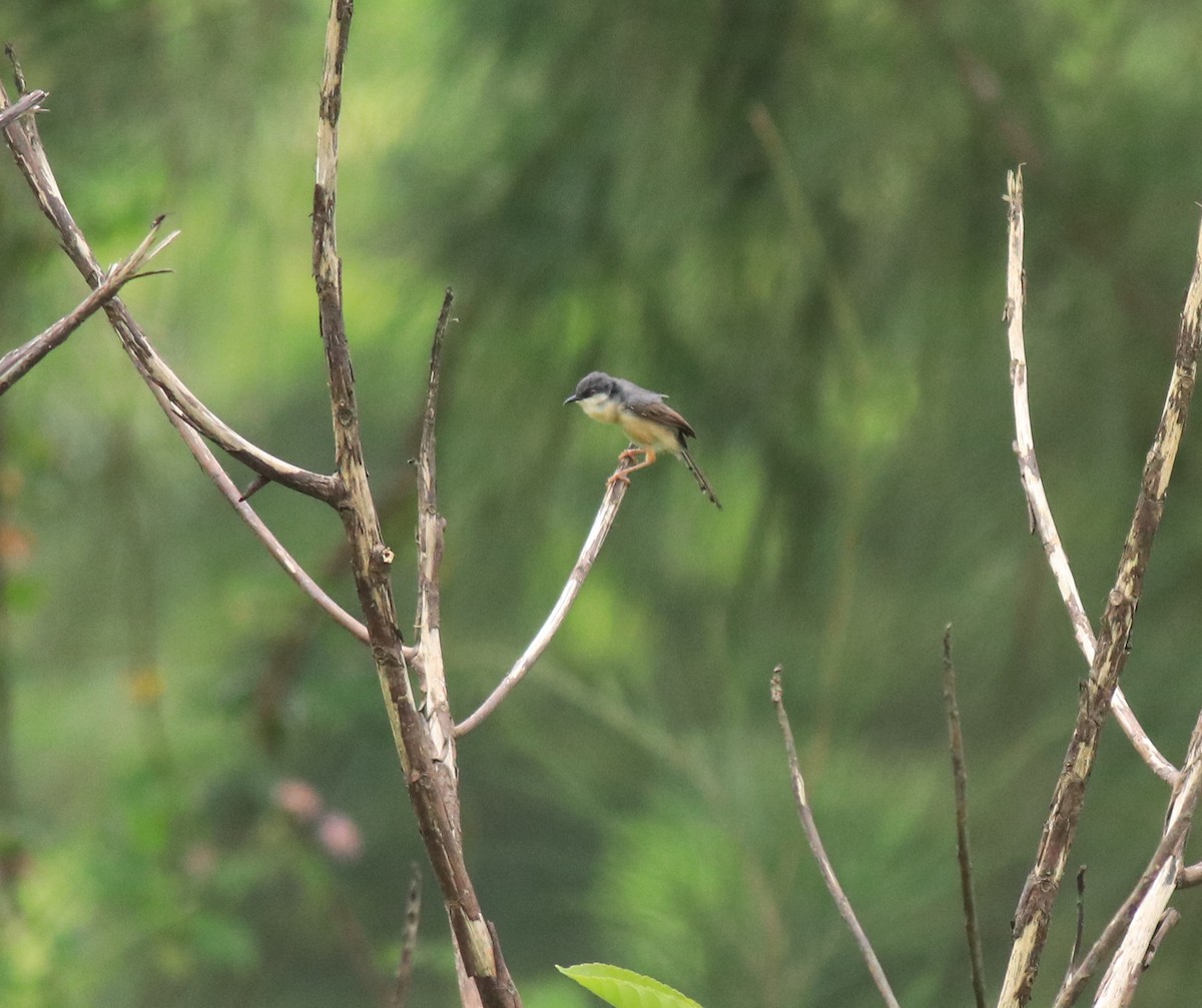 Ashy Prinia - ML647837301