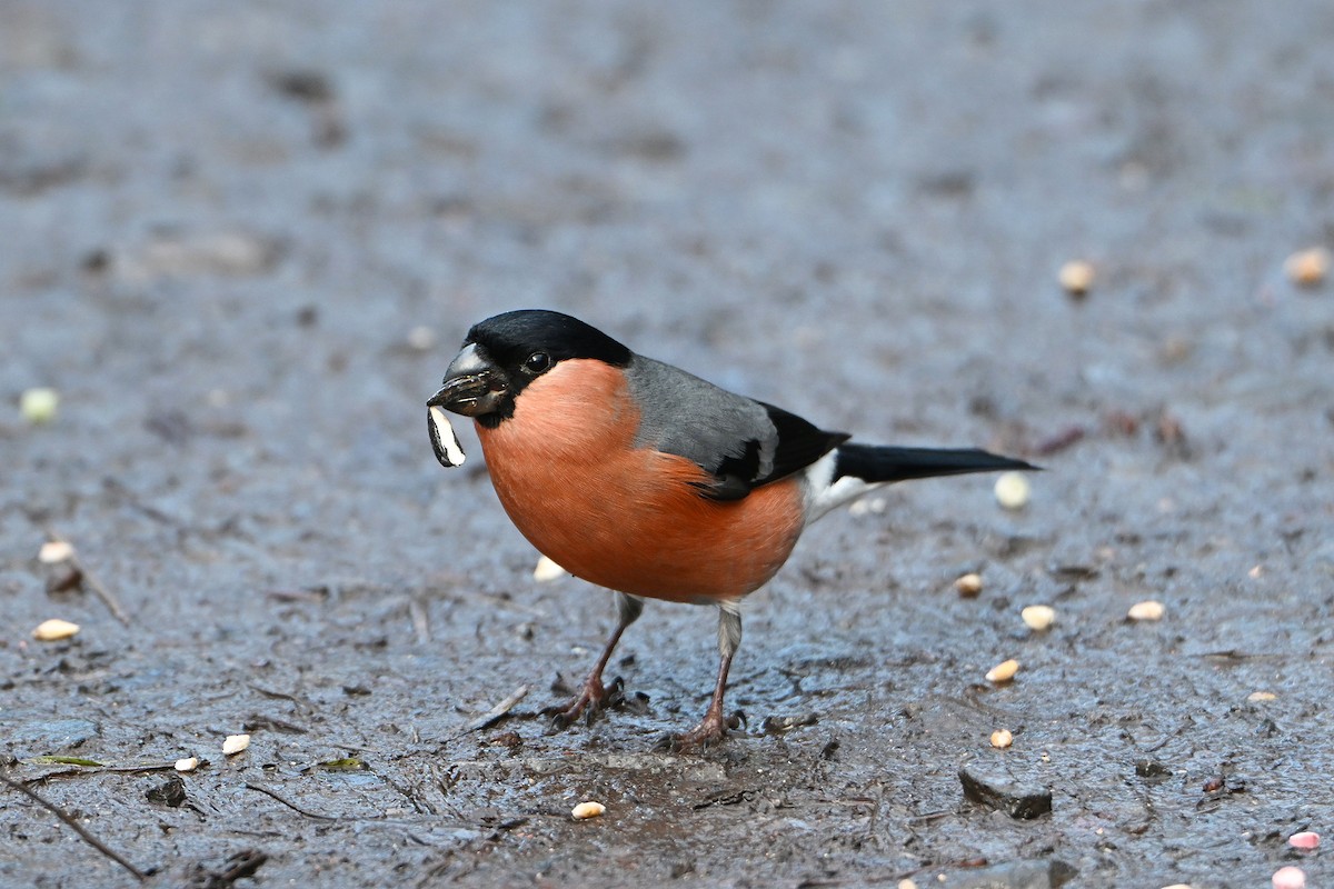 Eurasian Bullfinch - ML647837302