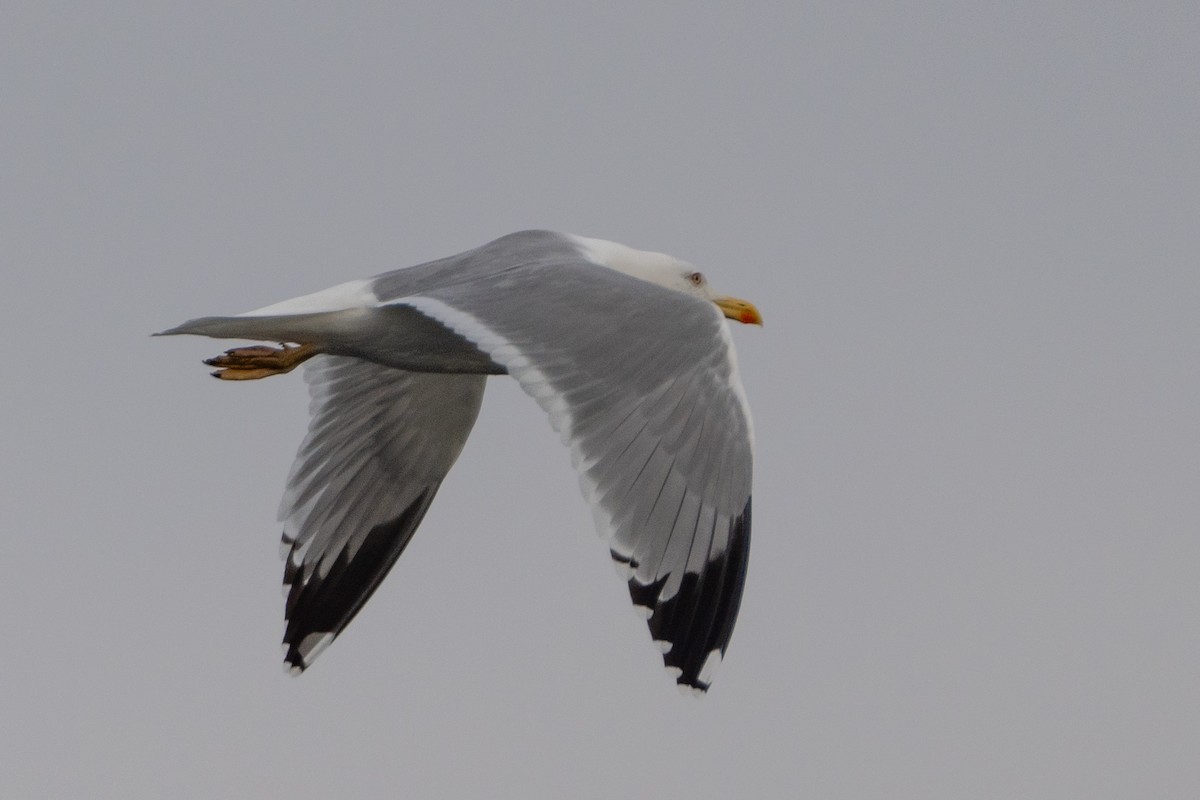 Yellow-legged Gull - ML647837306