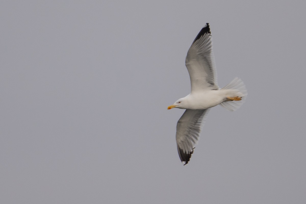 Yellow-legged Gull - ML647837307