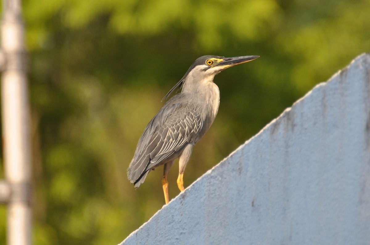 Little Heron - ML647837311