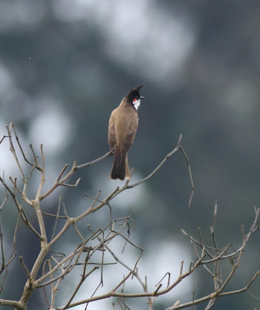 Red-whiskered Bulbul - ML647837314