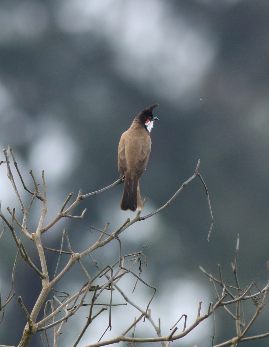 Red-whiskered Bulbul - ML647837315