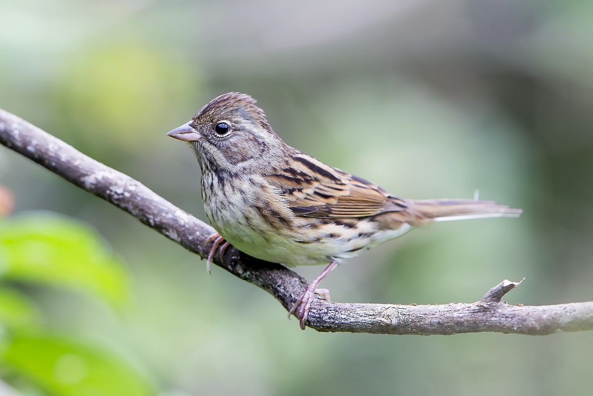 Black-faced Bunting - ML647837316