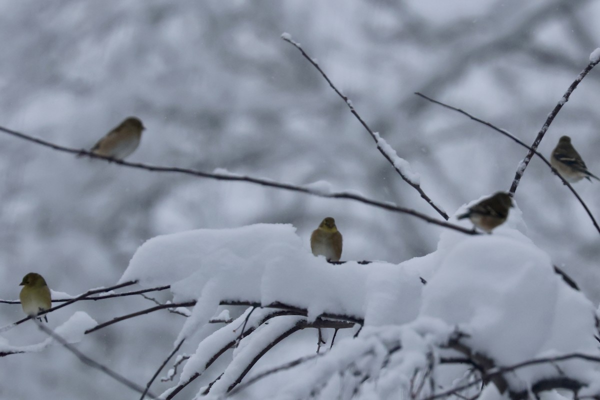 American Goldfinch - ML647837317