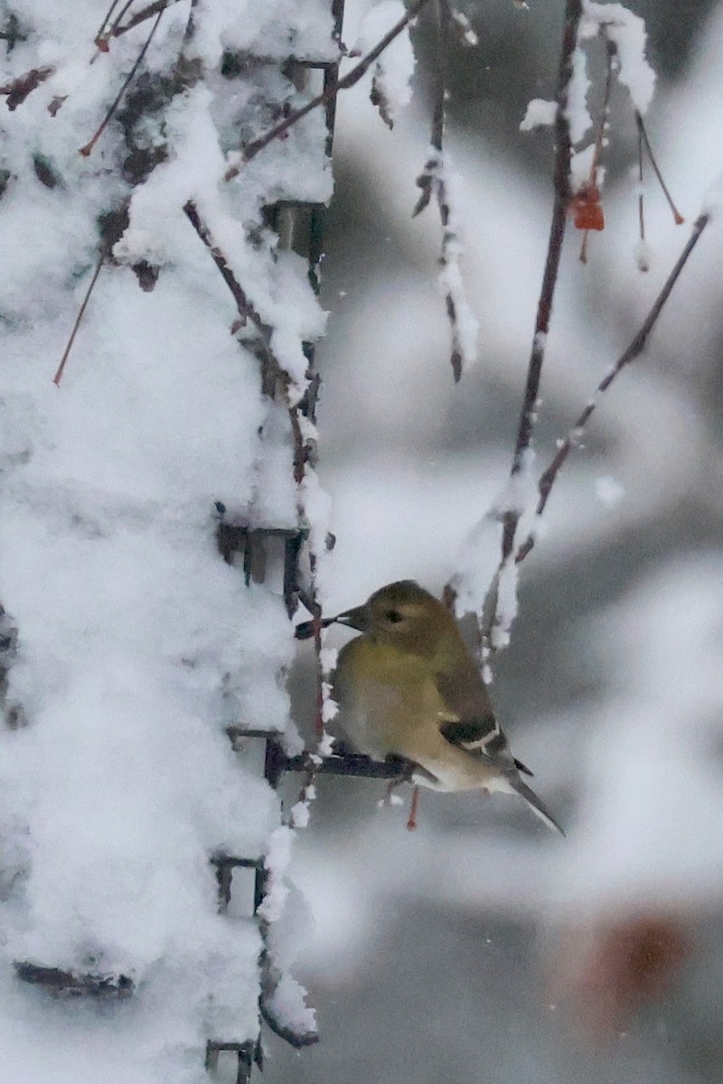 American Goldfinch - ML647837318