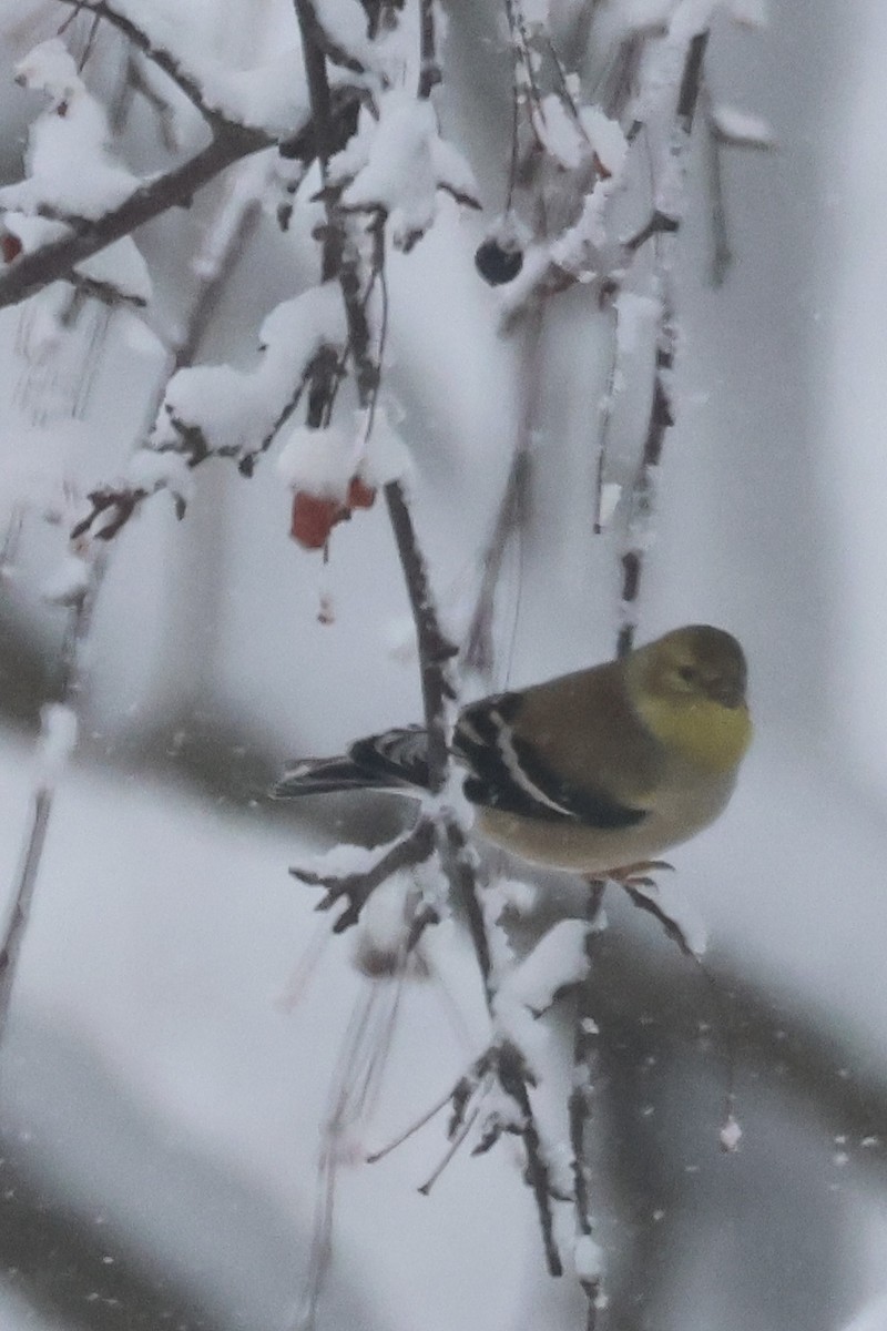 American Goldfinch - ML647837319