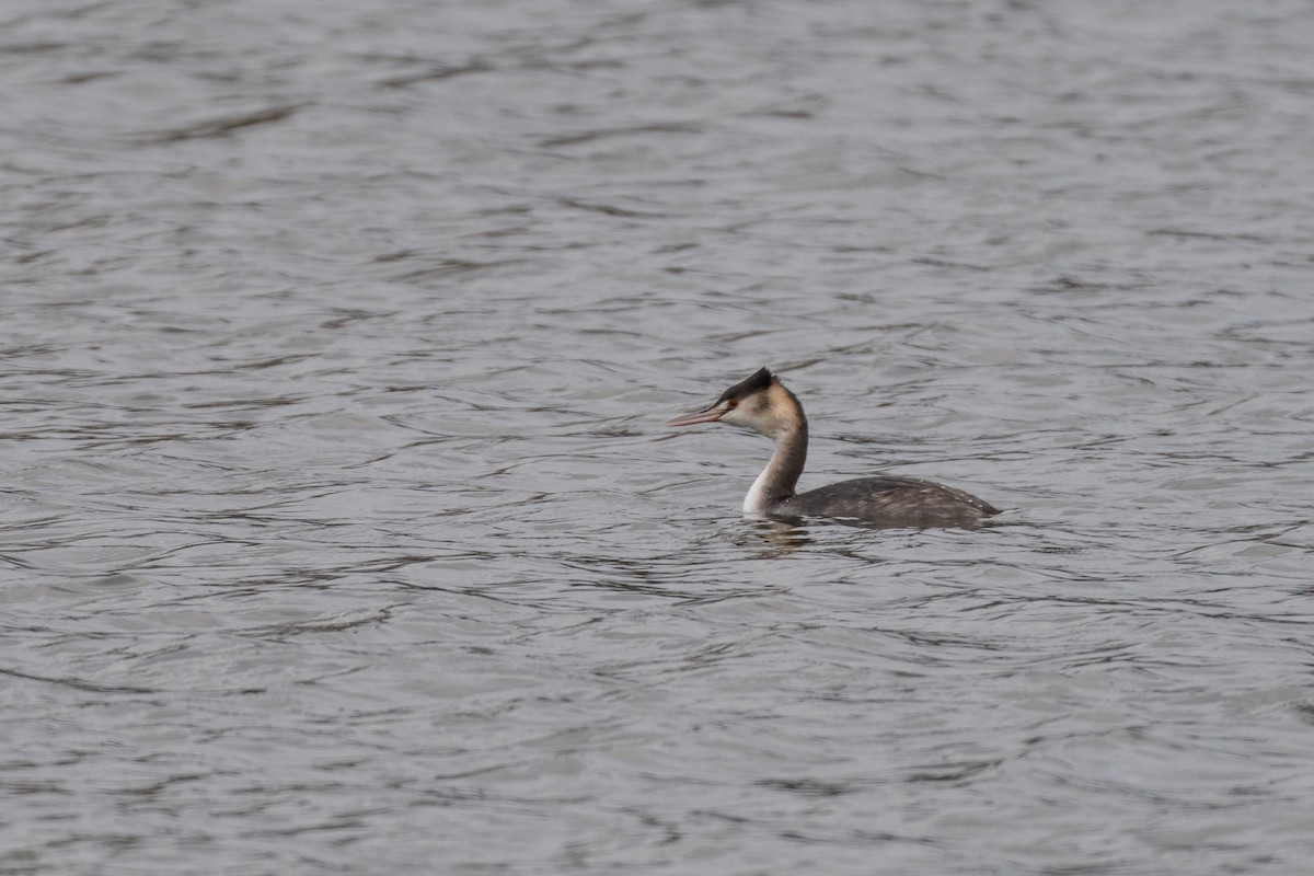 Red-necked Grebe - ML647837321