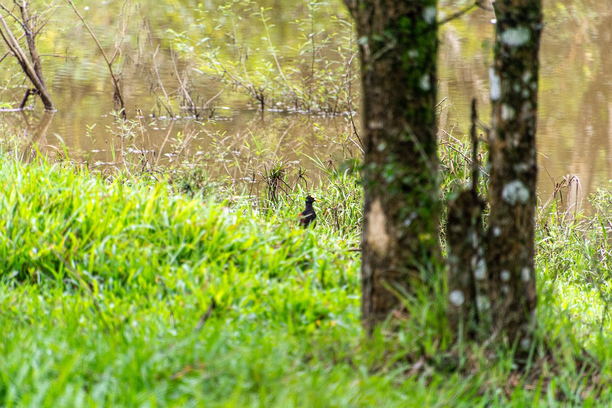 Northern Jacana - ML647837322