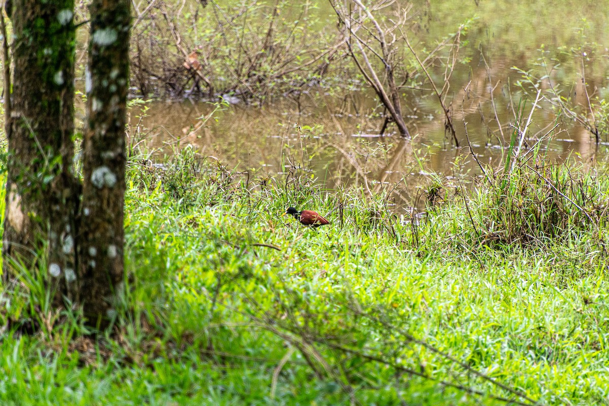 Northern Jacana - ML647837323