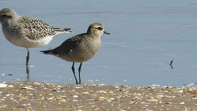 Американская ржанка - ML647837326