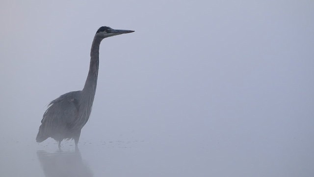 Большая голубая цапля - ML647837357