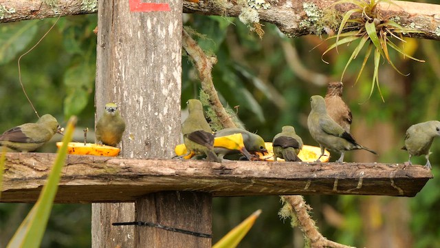 Пальмовая танагра - ML647837360