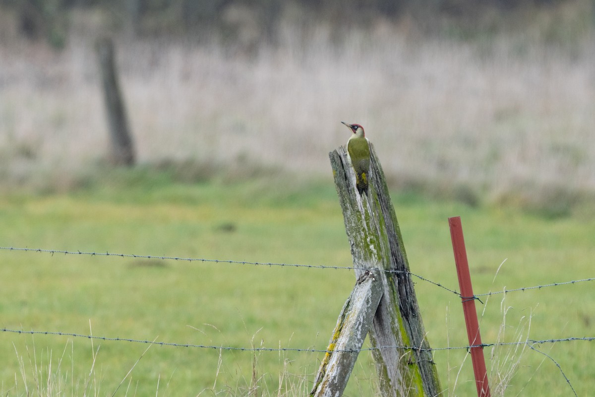 žluna zelená - ML647837370