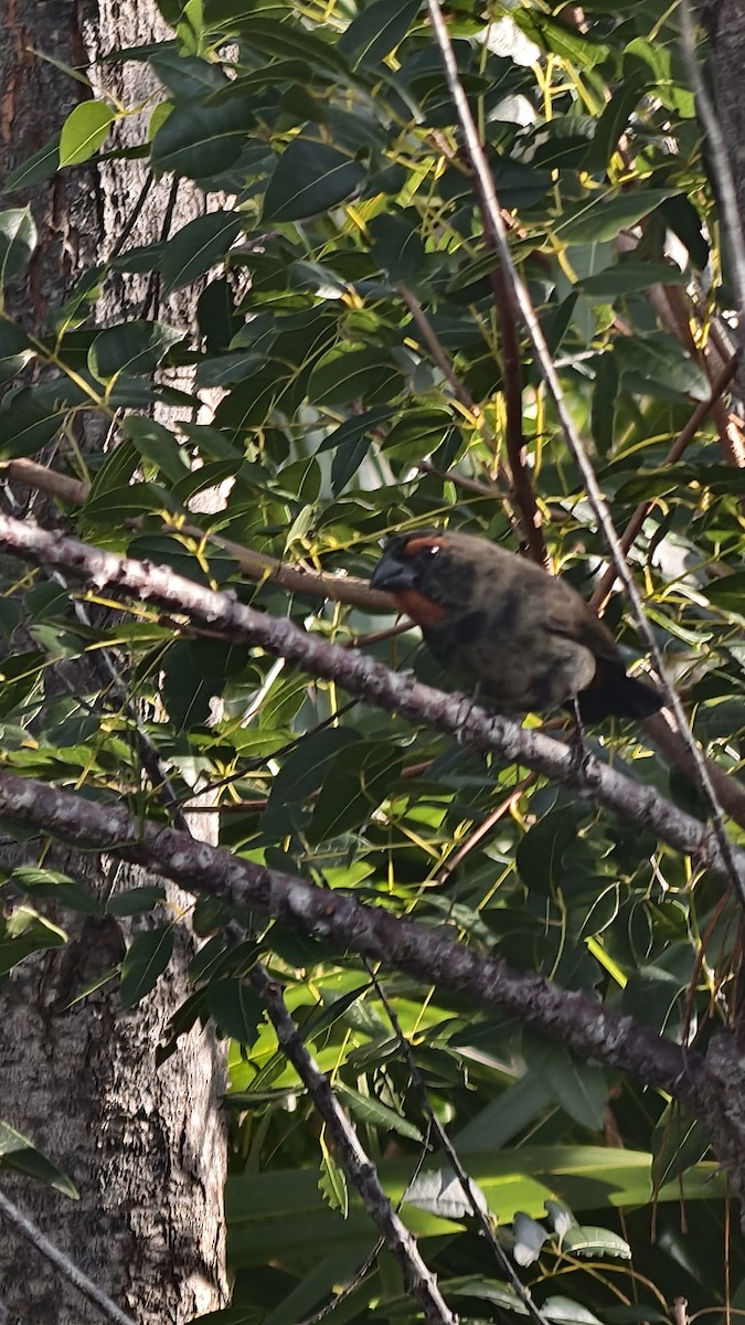 クロアカウソ - ML647837389