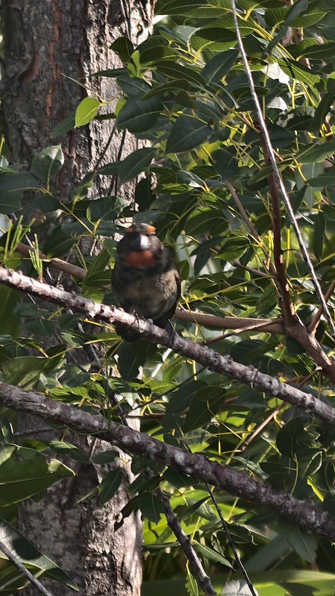 クロアカウソ - ML647837391