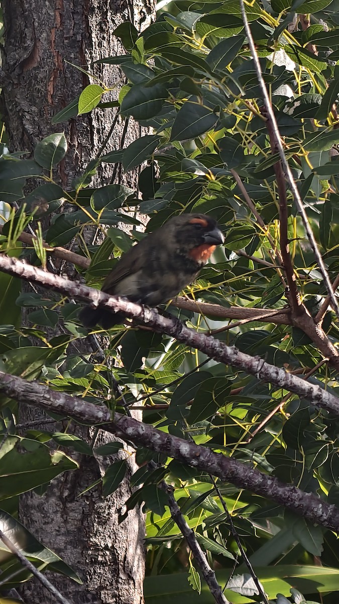 クロアカウソ - ML647837395