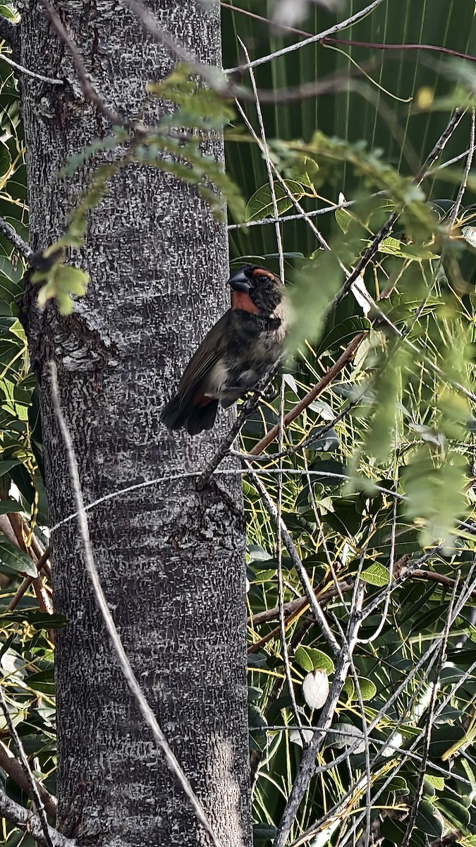 クロアカウソ - ML647837396