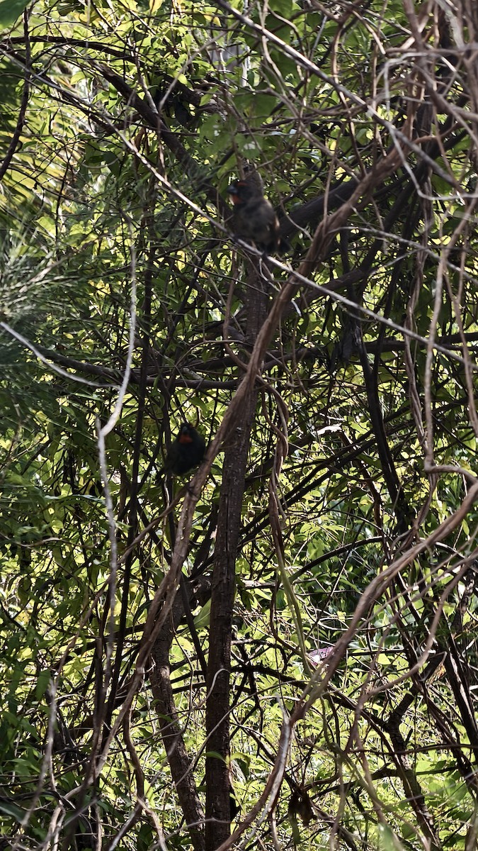 クロアカウソ - ML647837397