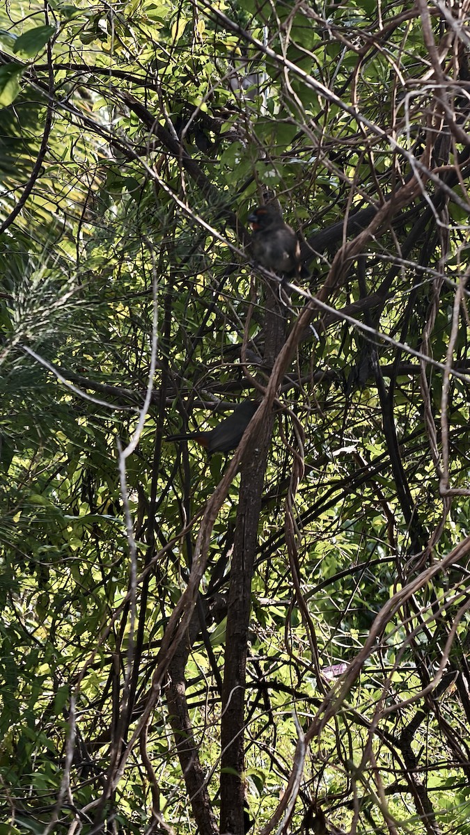 クロアカウソ - ML647837399