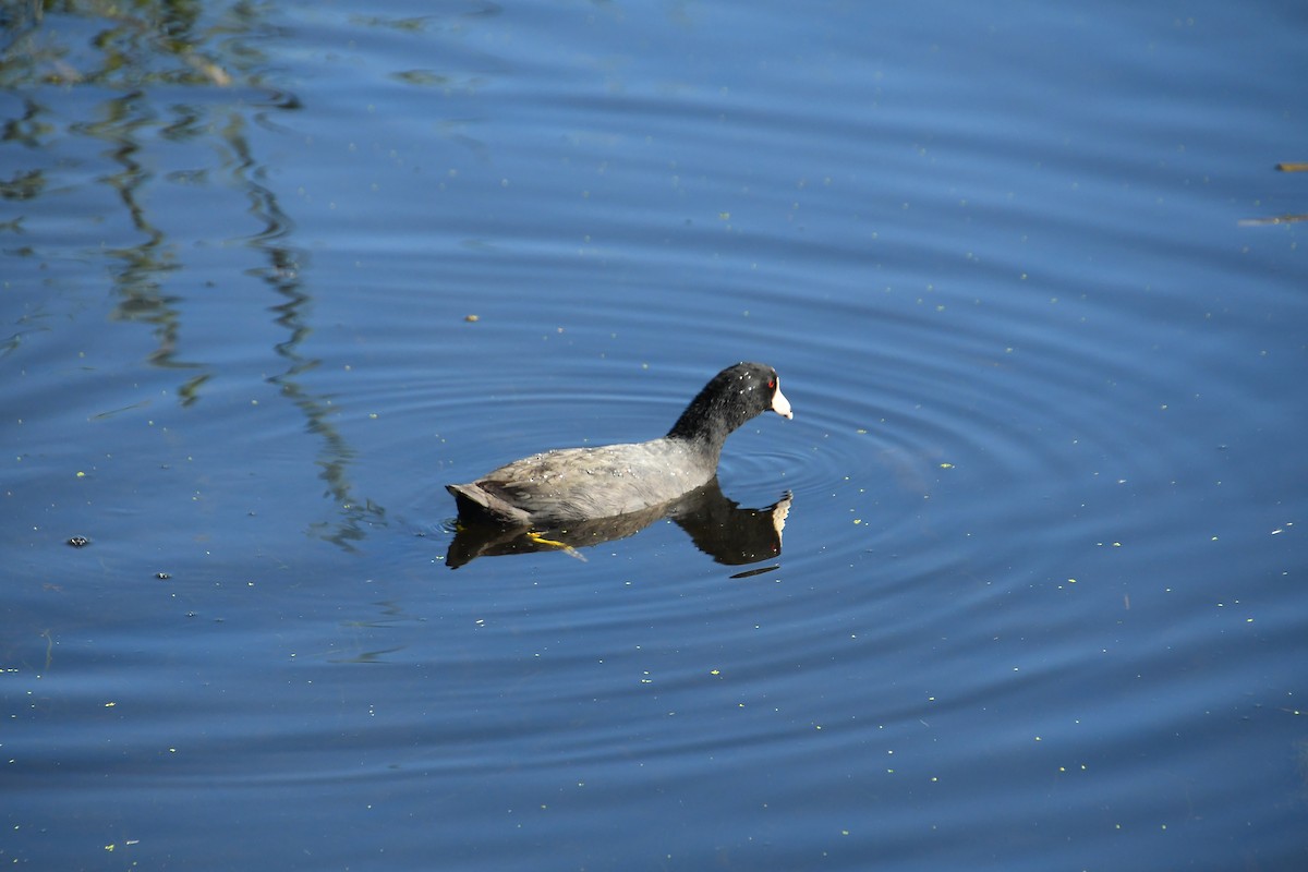 אגמית אמריקנית - ML647837408