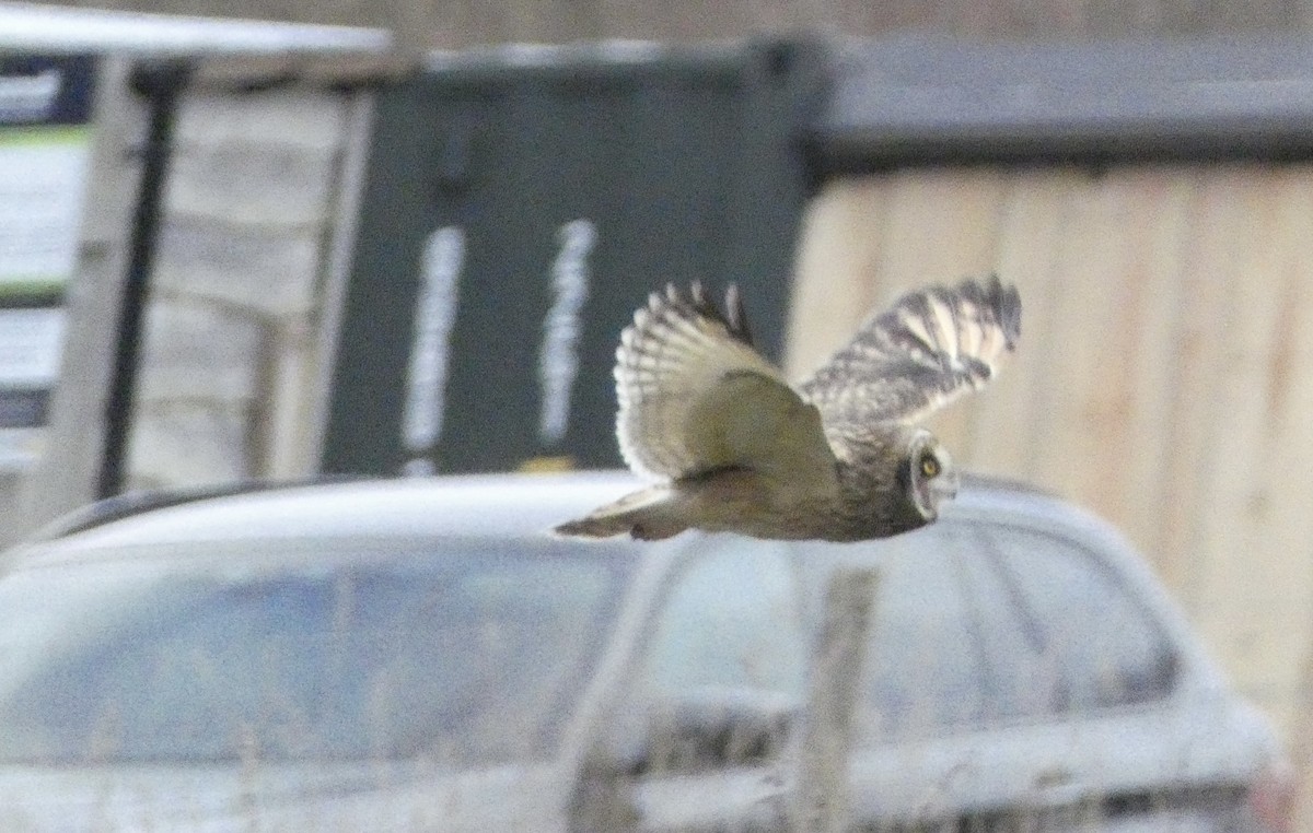 Short-eared Owl - ML647837410