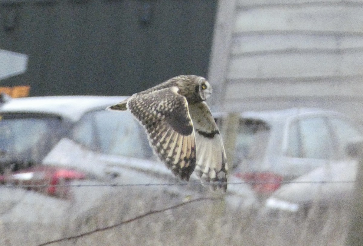 Short-eared Owl - ML647837411